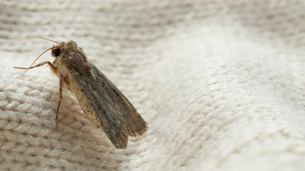 Clothes Moths